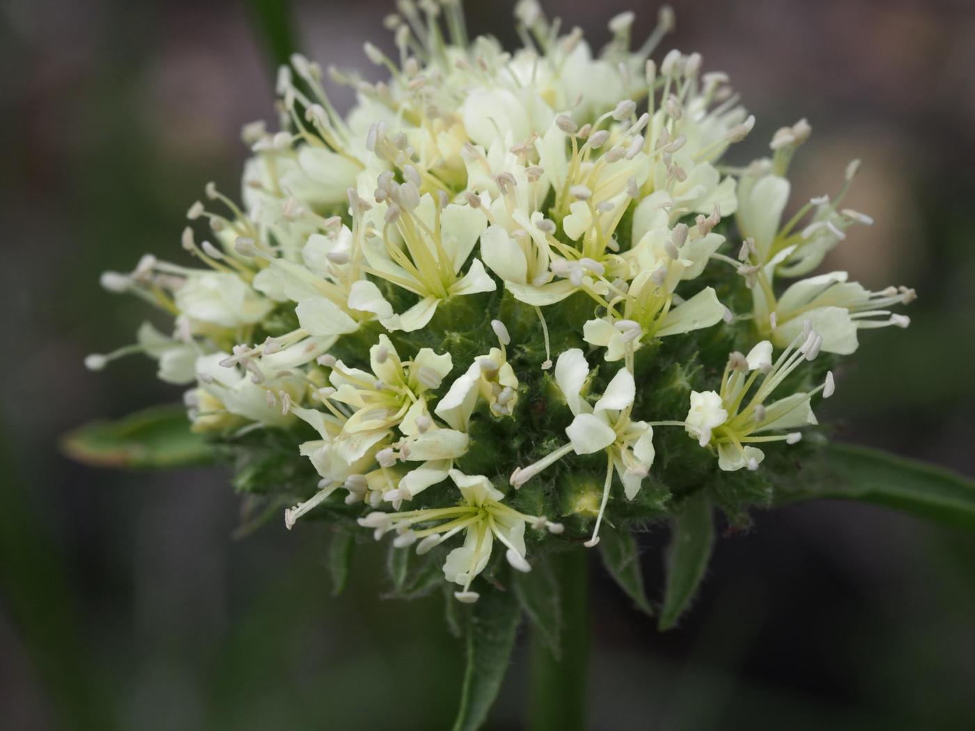 Soapwort, Alpine flower